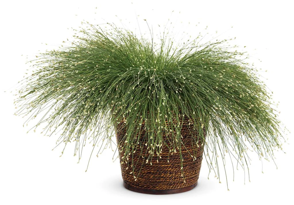 Graceful Grasses® Fiber Optic | Proven Winners - Image 2
