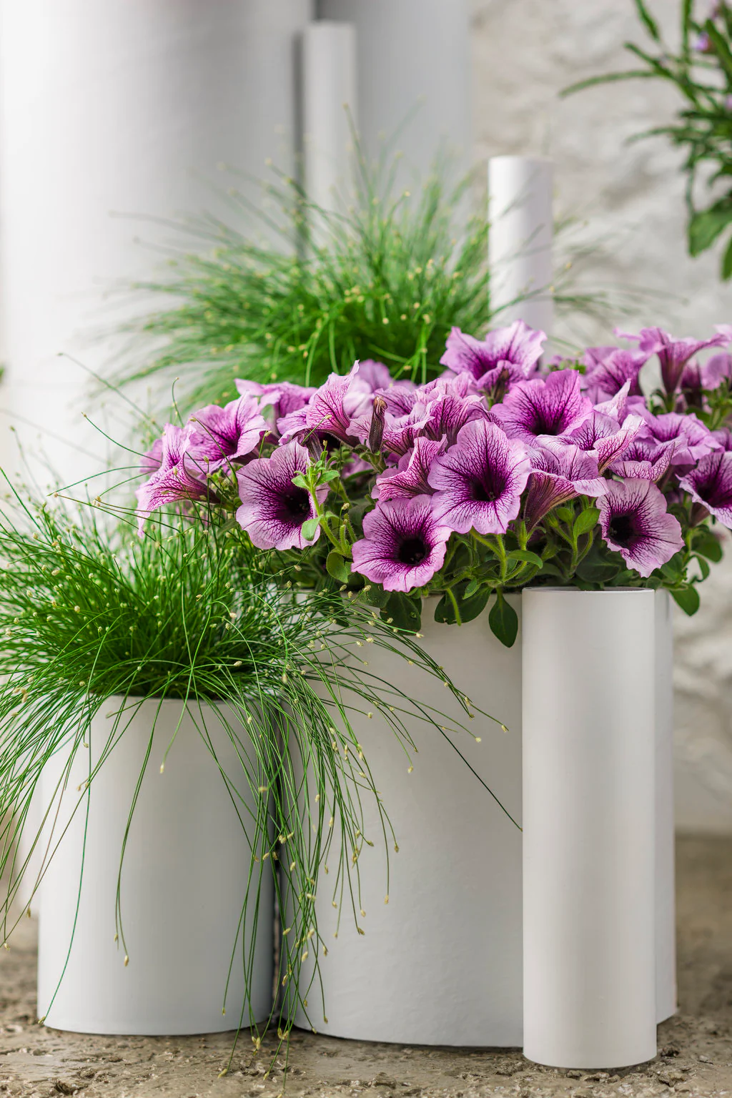 Graceful Grasses® Fiber Optic | Proven Winners - Image 4