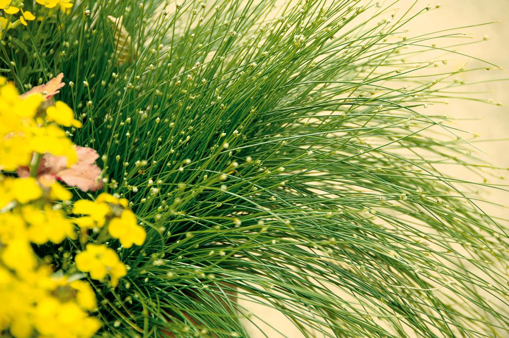 Graceful Grasses® Fiber Optic | Proven Winners - Image 5