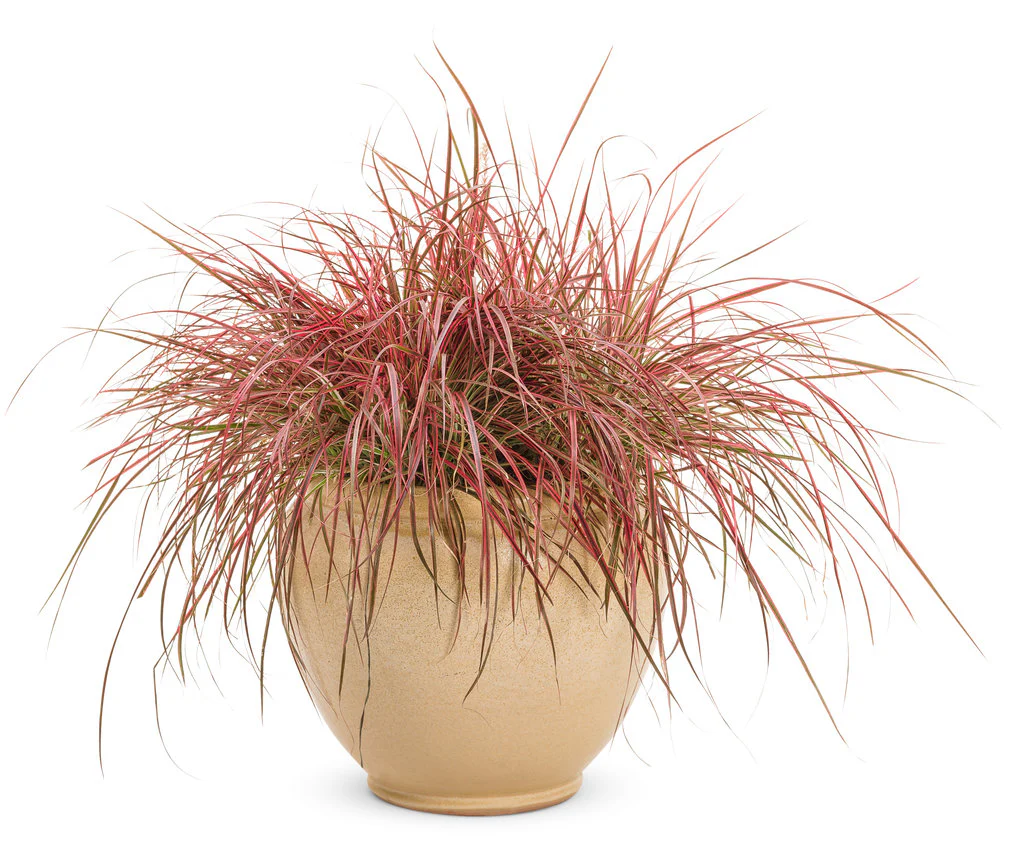 Graceful Grasses® 'Fireworks' | Proven Winners® - Image 2