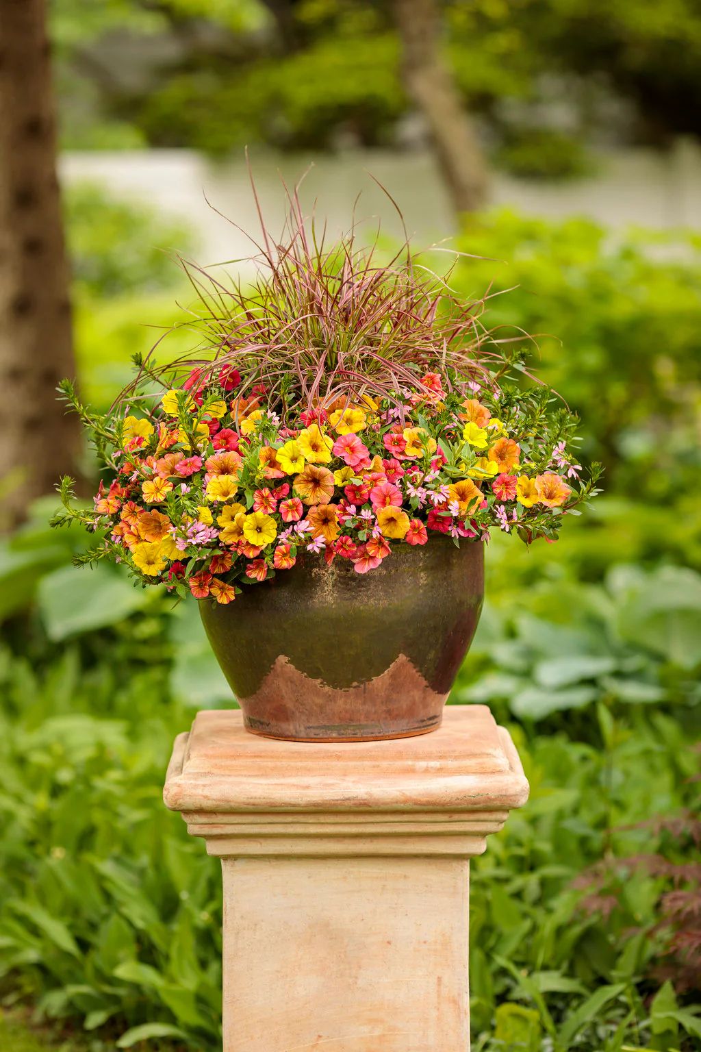 Graceful Grasses® 'Fireworks' | Proven Winners® - Image 3