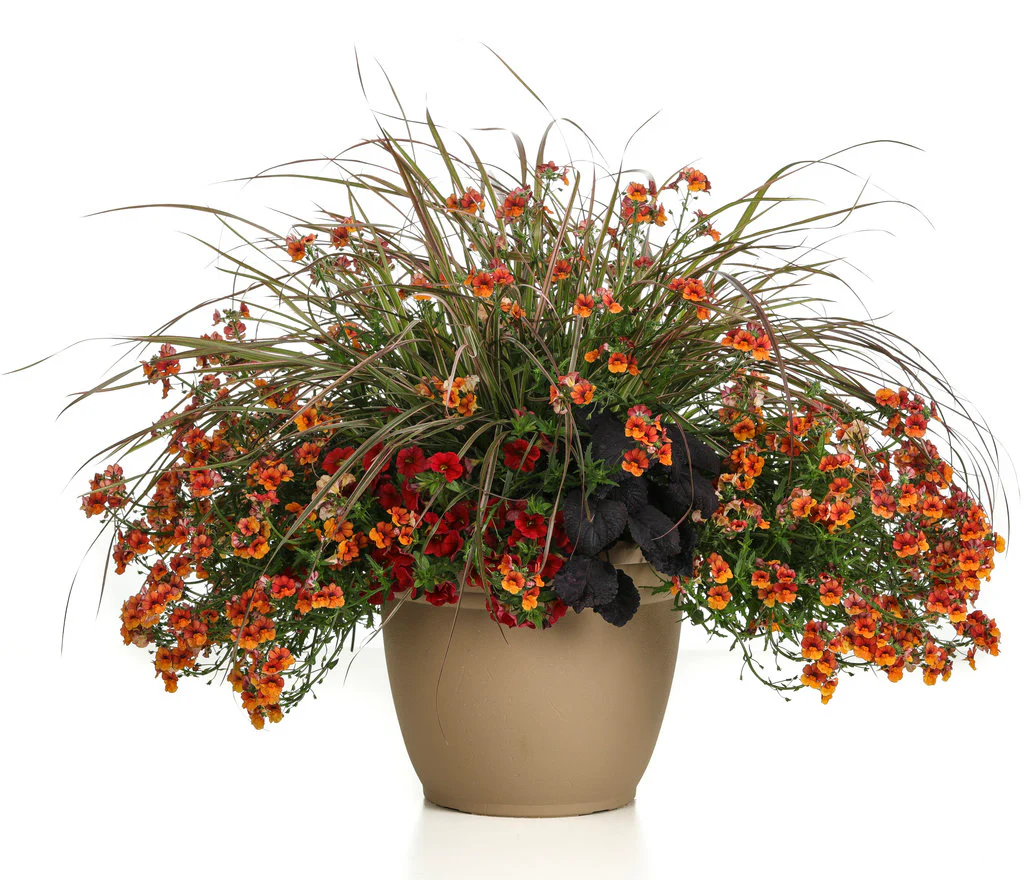 Graceful Grasses® 'Fireworks' | Proven Winners® - Image 4