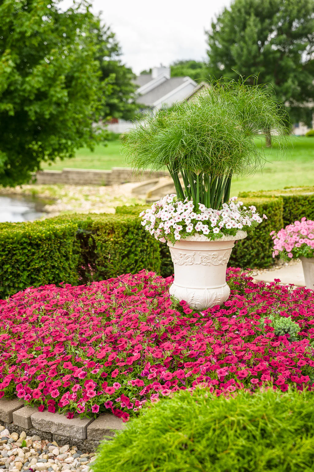 Graceful Grasses® Prince Tut® | Proven Winners® - Image 2