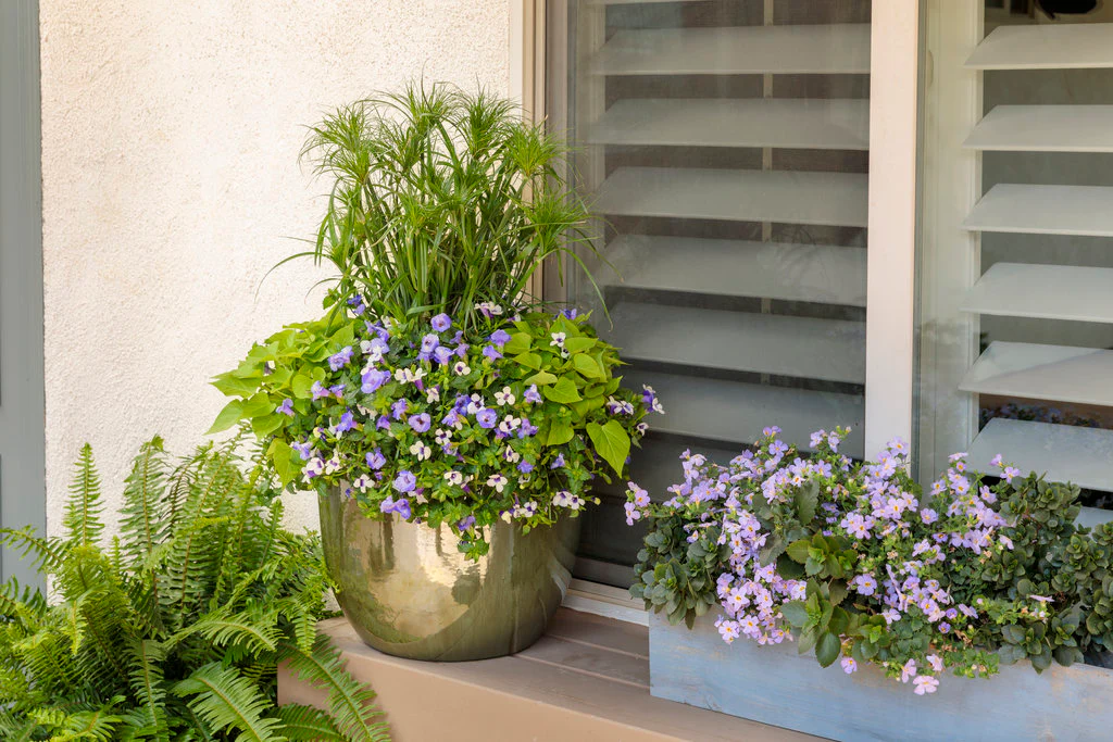 Graceful Grasses® Prince Tut® | Proven Winners® - Image 3