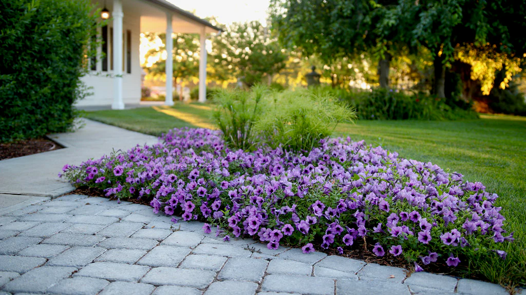 Graceful Grasses® Prince Tut® | Proven Winners® - Image 4