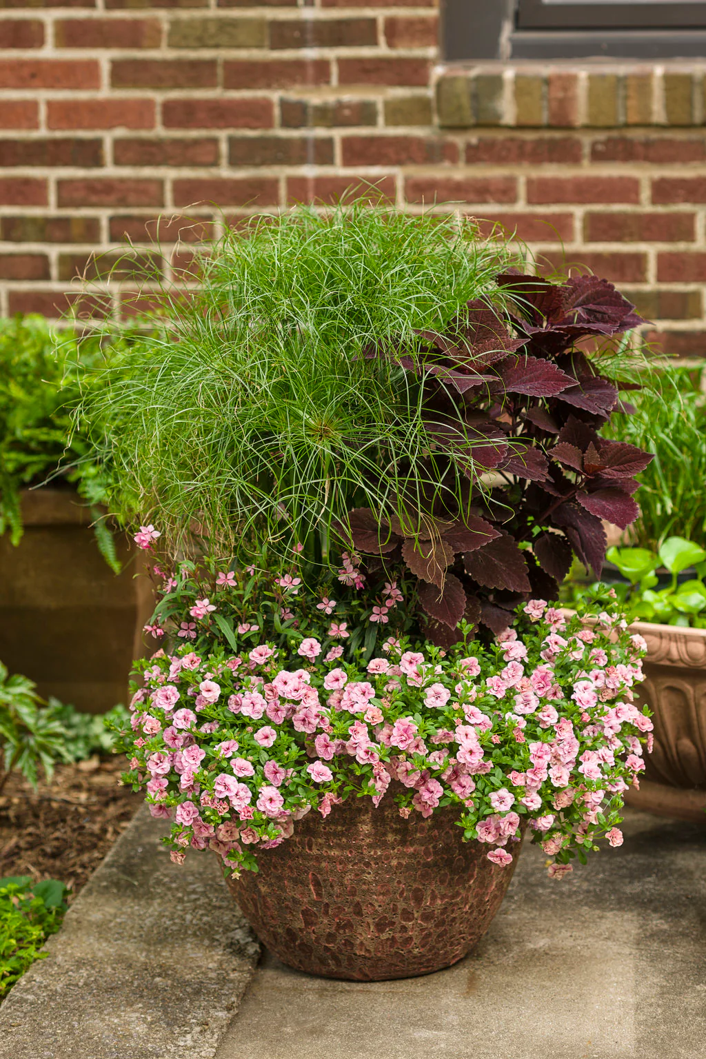 Graceful Grasses® Prince Tut® | Proven Winners® - Image 5