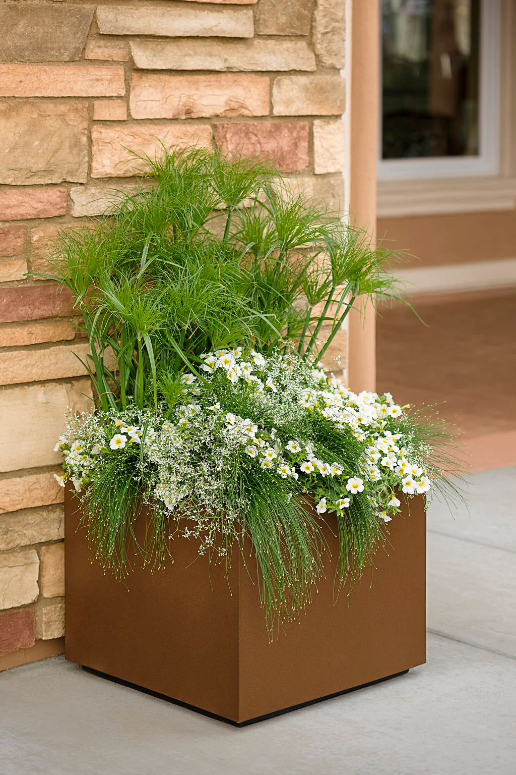 Graceful Grasses® Prince Tut® | Proven Winners® - Image 6