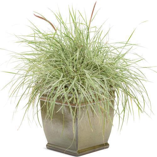 Graceful Grasses® 'Sky Rocket' Fountain Grass | Proven Winners® - Image 2