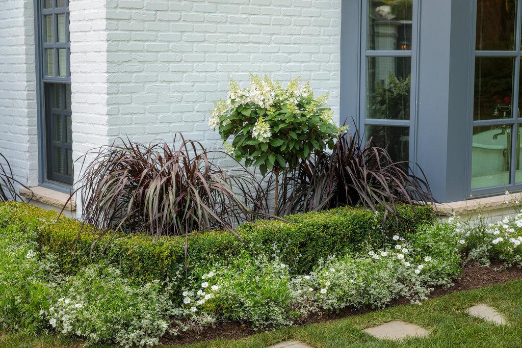 Graceful Grasses® Vertigo® Purple Fountain Grass | Proven Winners® - Image 2