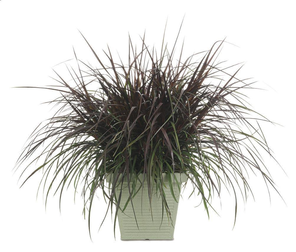 Graceful Grasses® Vertigo® Purple Fountain Grass | Proven Winners® - Image 3