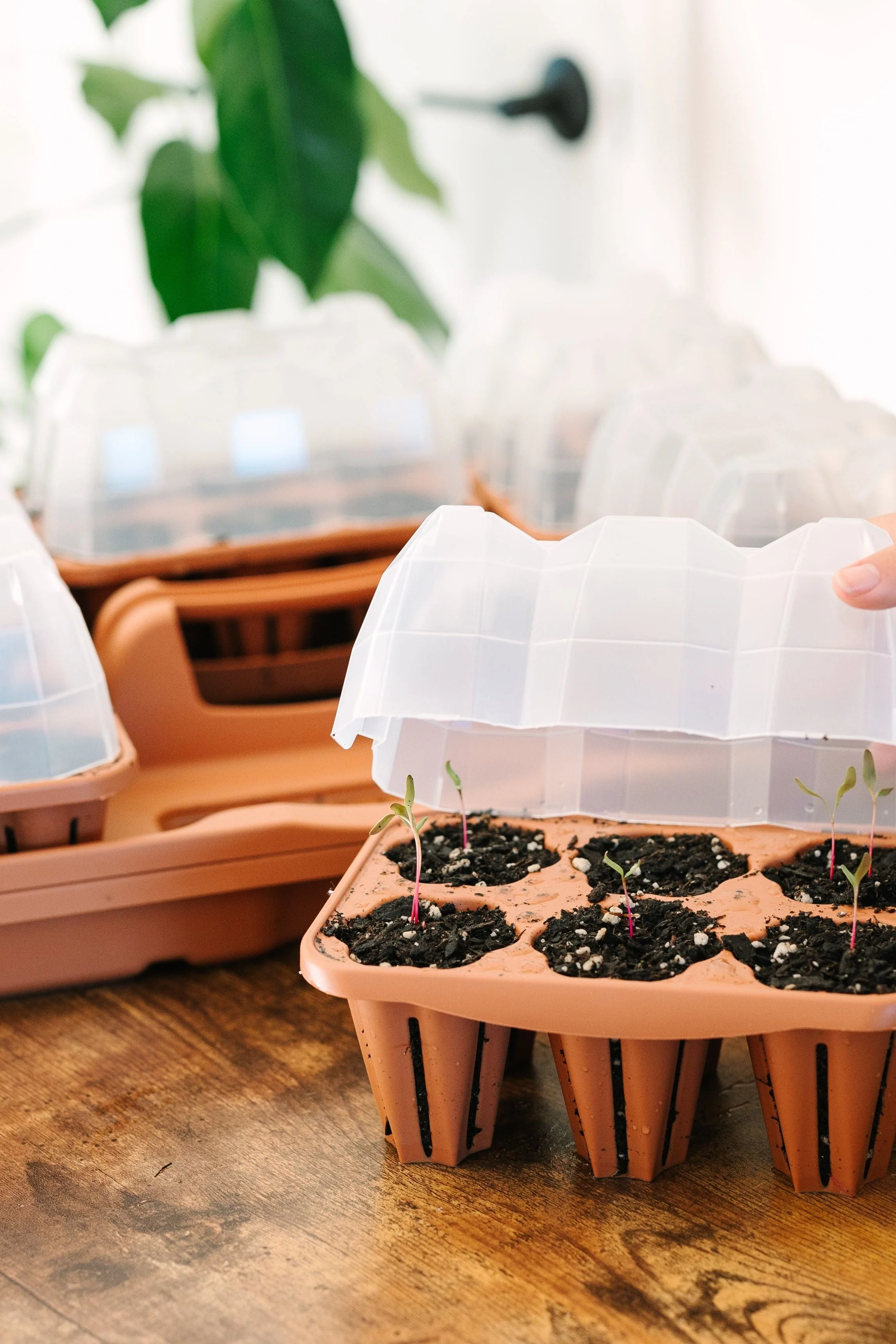 GreenStalk Garden Seed Starter Kit with Domes - Image 3