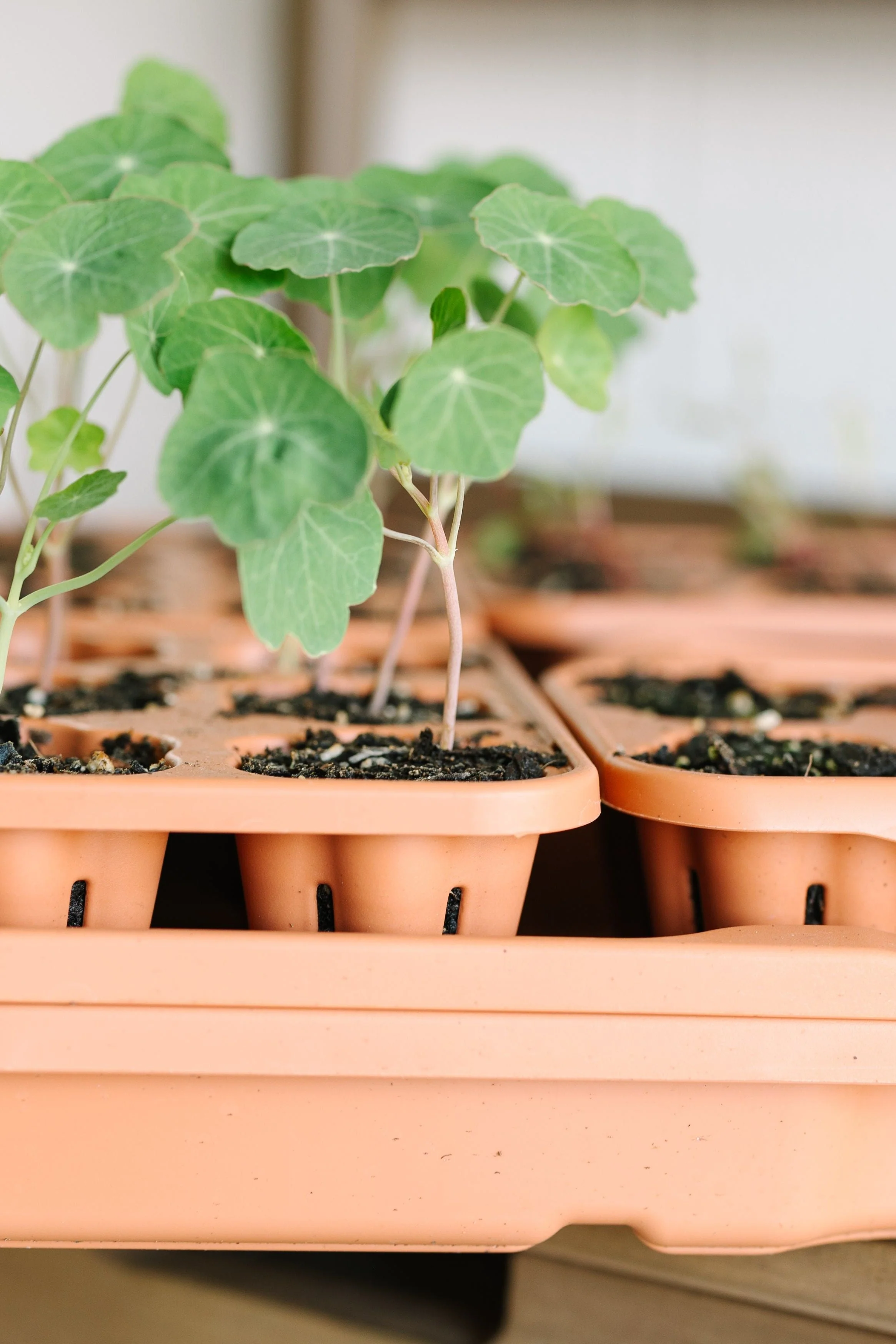 GreenStalk Garden Seed Starter Kit with Domes - Image 4