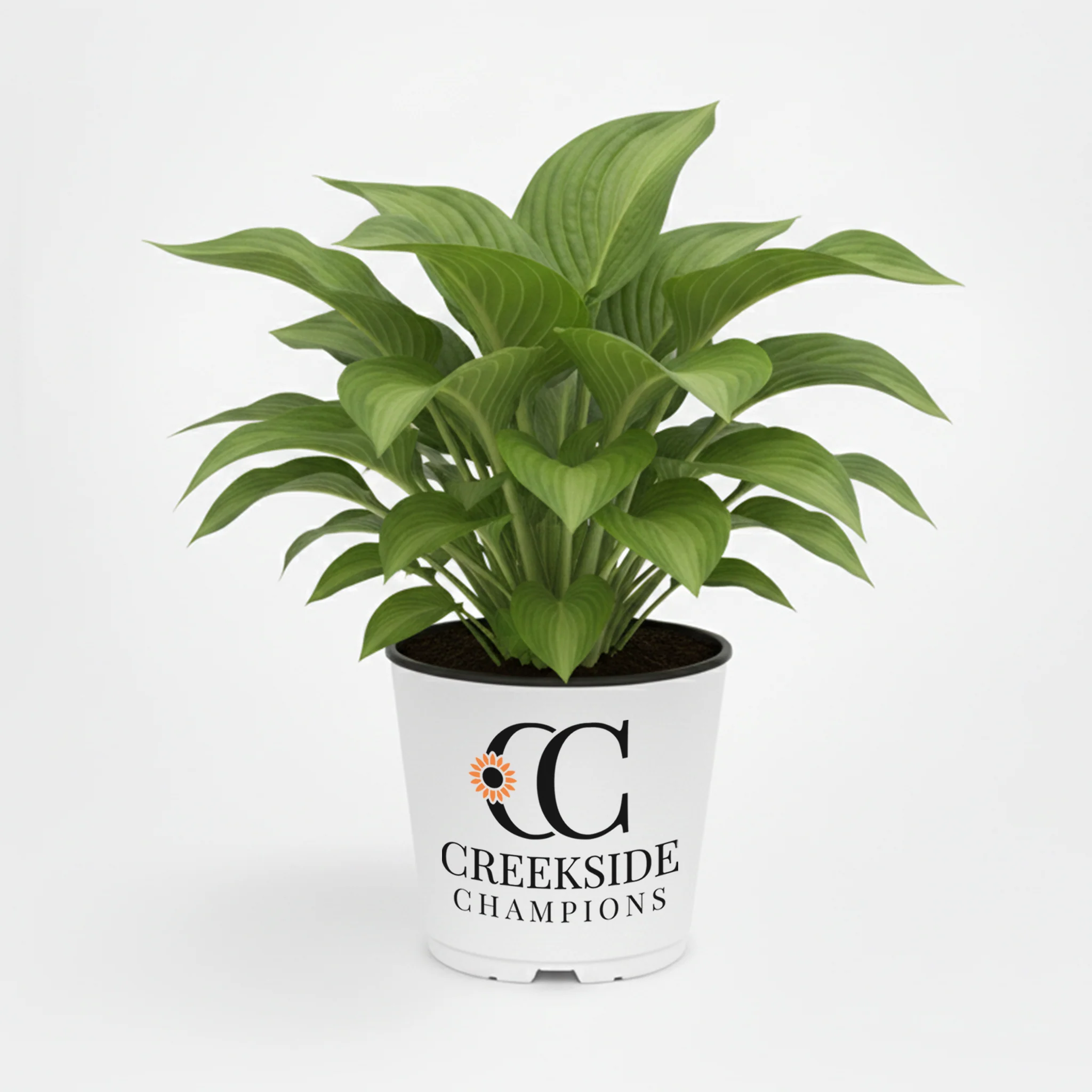Guacamole' Hosta | Creekside Champions™