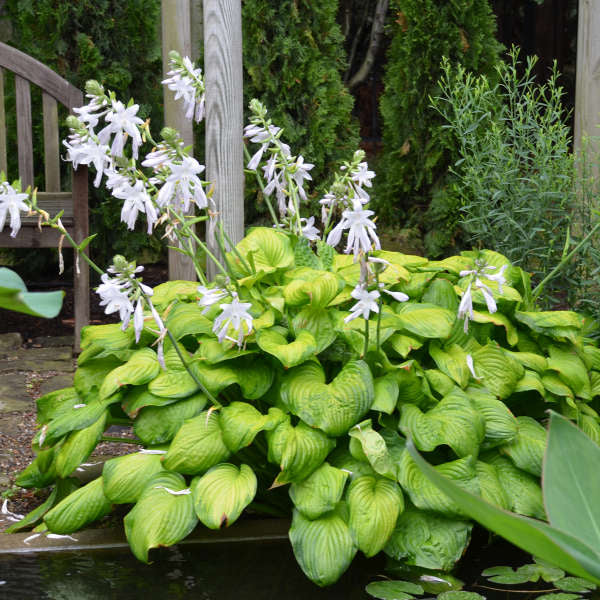 Guacamole' Hosta | Creekside Champions™ - Image 3