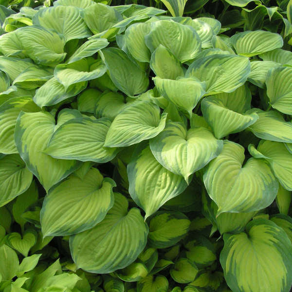 Guacamole' Hosta | Creekside Champions™ - Image 4