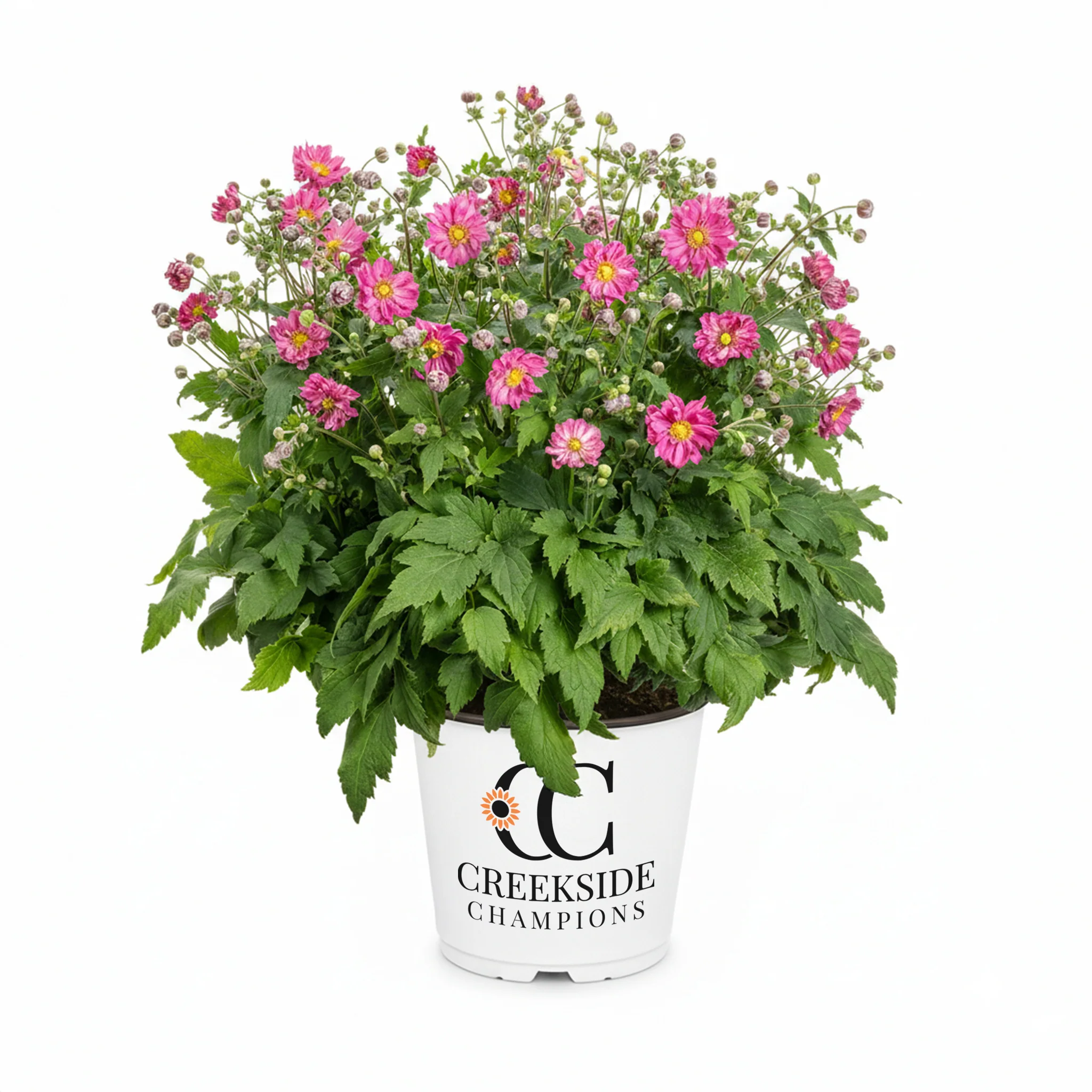 Harlequin Pastel' Anemone | Creekside Champions™
