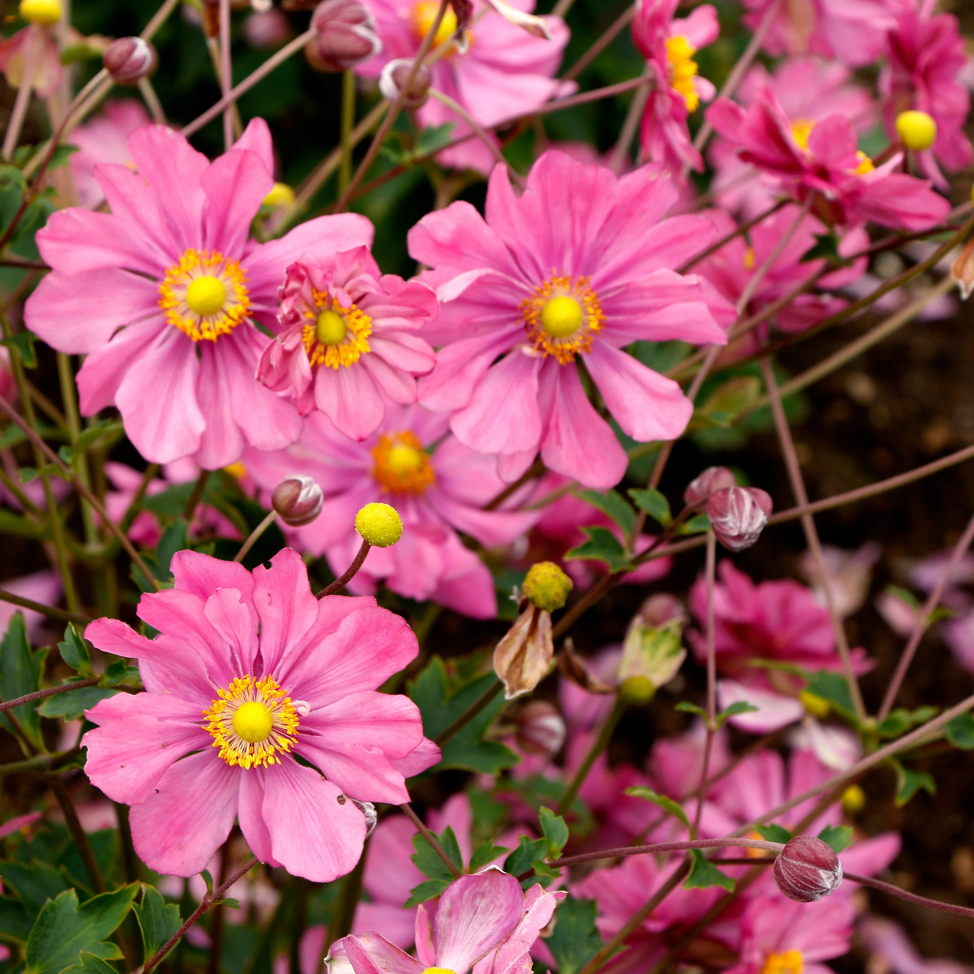 Harlequin Pastel' Anemone | Creekside Champions™ - Image 2