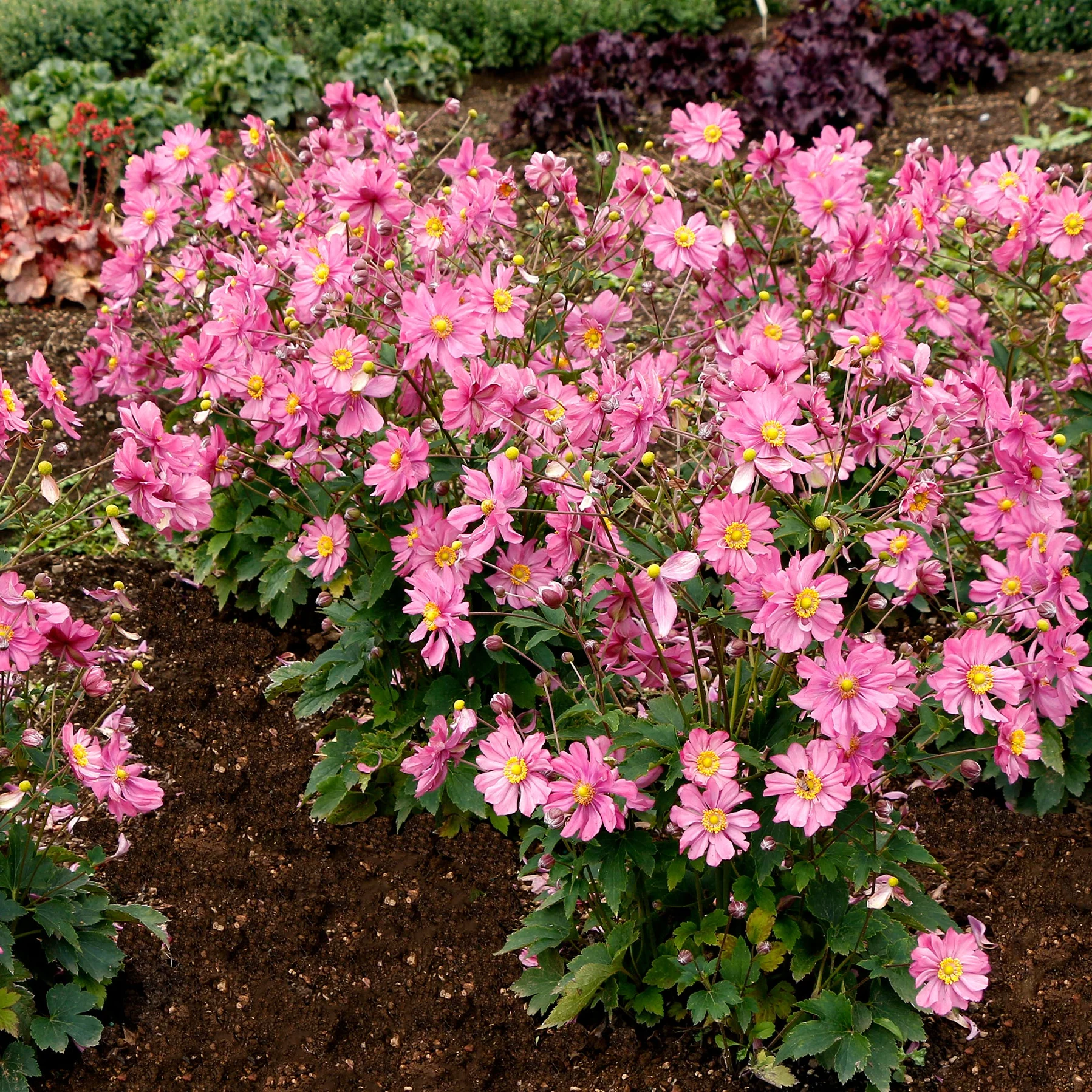 Harlequin Pastel' Anemone | Creekside Champions™ - Image 3