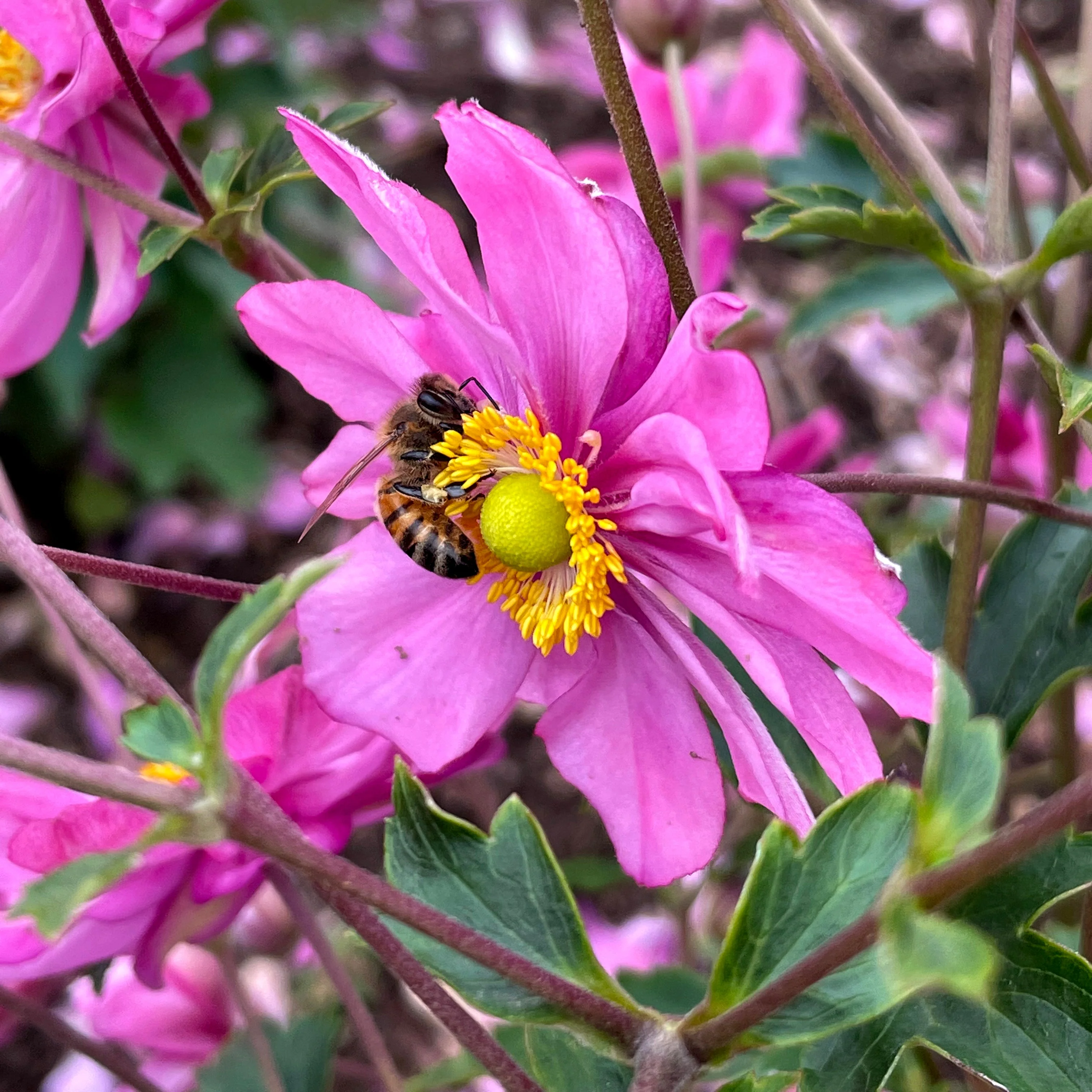 Harlequin Pastel' Anemone | Creekside Champions™ - Image 4