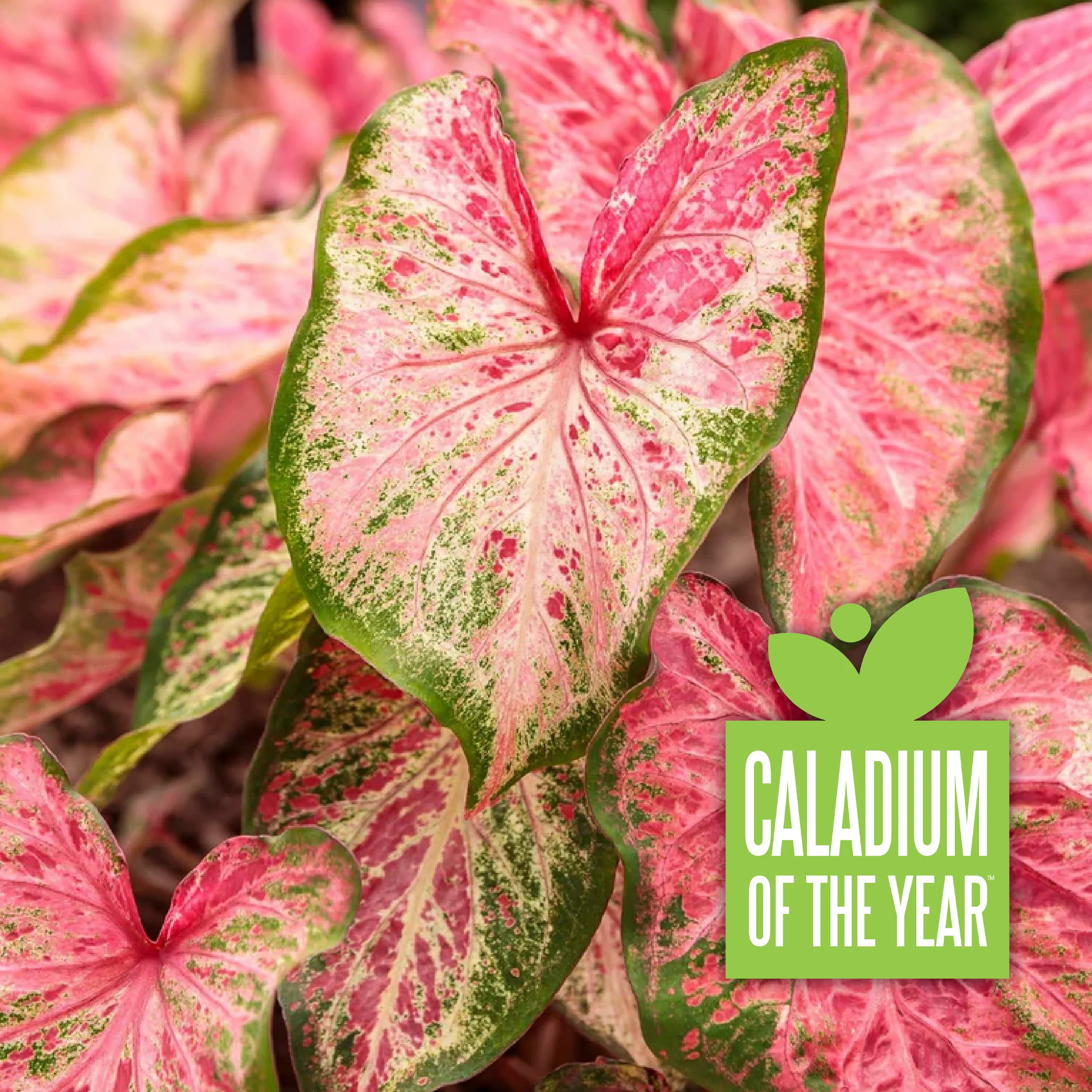 Heart to Heart® Blushing Bride Caladium | Proven Winners®