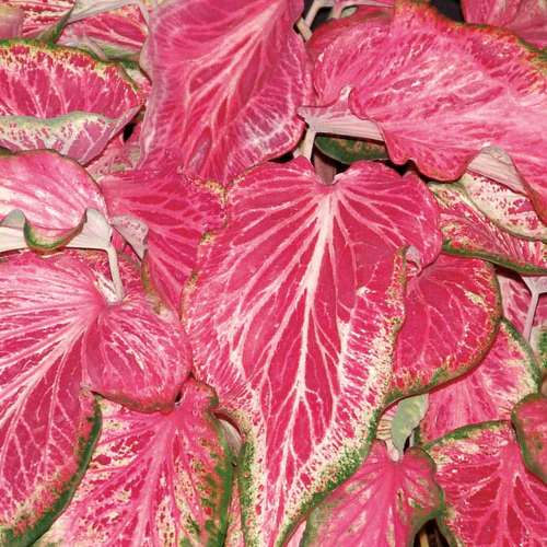Heart to Heart® Blushing Bride Caladium | Proven Winners® - Image 2