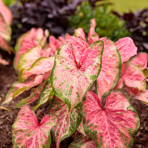 Heart to Heart® Blushing Bride Caladium | Proven Winners® - Image 3