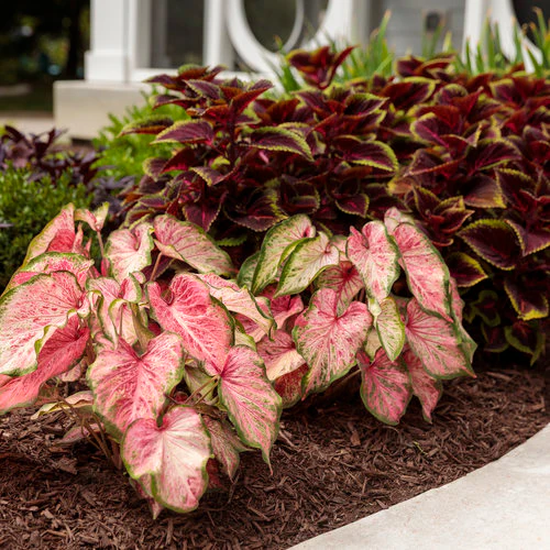 Heart to Heart® Blushing Bride Caladium | Proven Winners® - Image 4