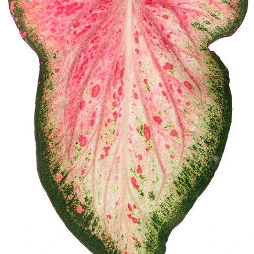 Heart to Heart® Blushing Bride Caladium | Proven Winners® - Image 5