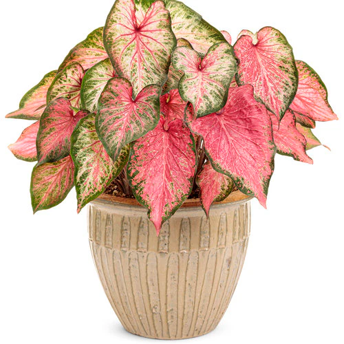 Heart to Heart® Blushing Bride Caladium | Proven Winners® - Image 6