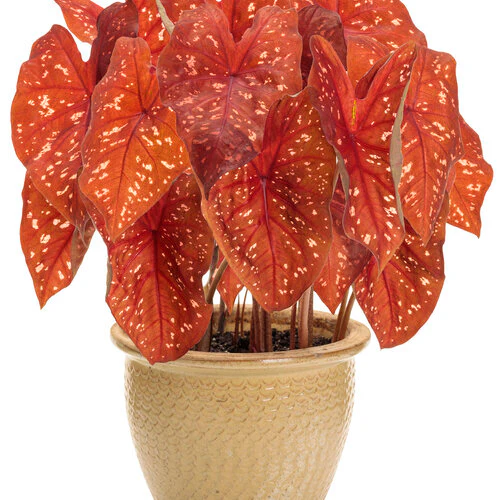 Heart to Heart® Burning Heart Caladium | Proven Winners® - Image 2
