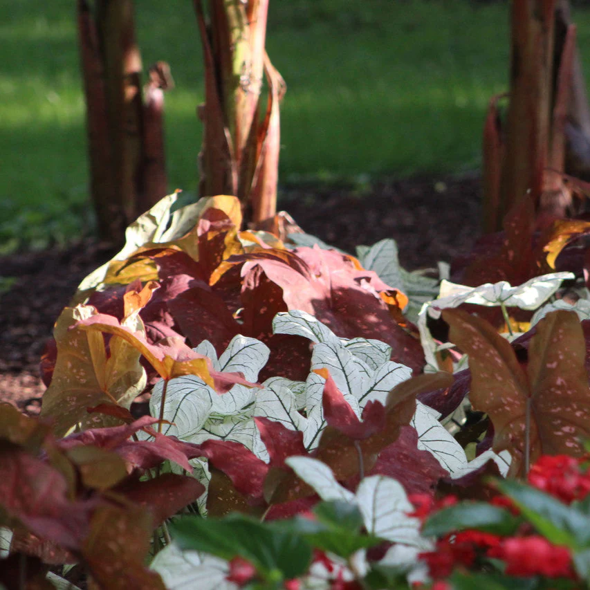 Heart to Heart® Burning Heart Caladium | Proven Winners® - Image 3