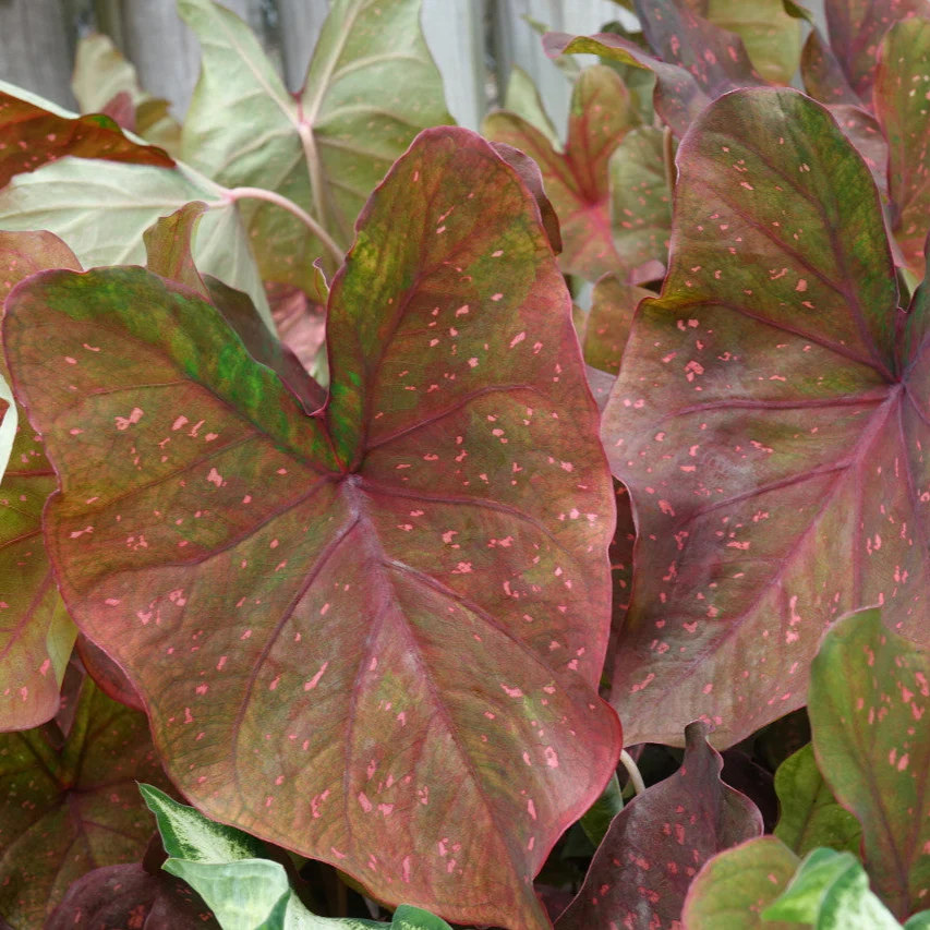 Heart to Heart® Burning Heart Caladium | Proven Winners® - Image 4