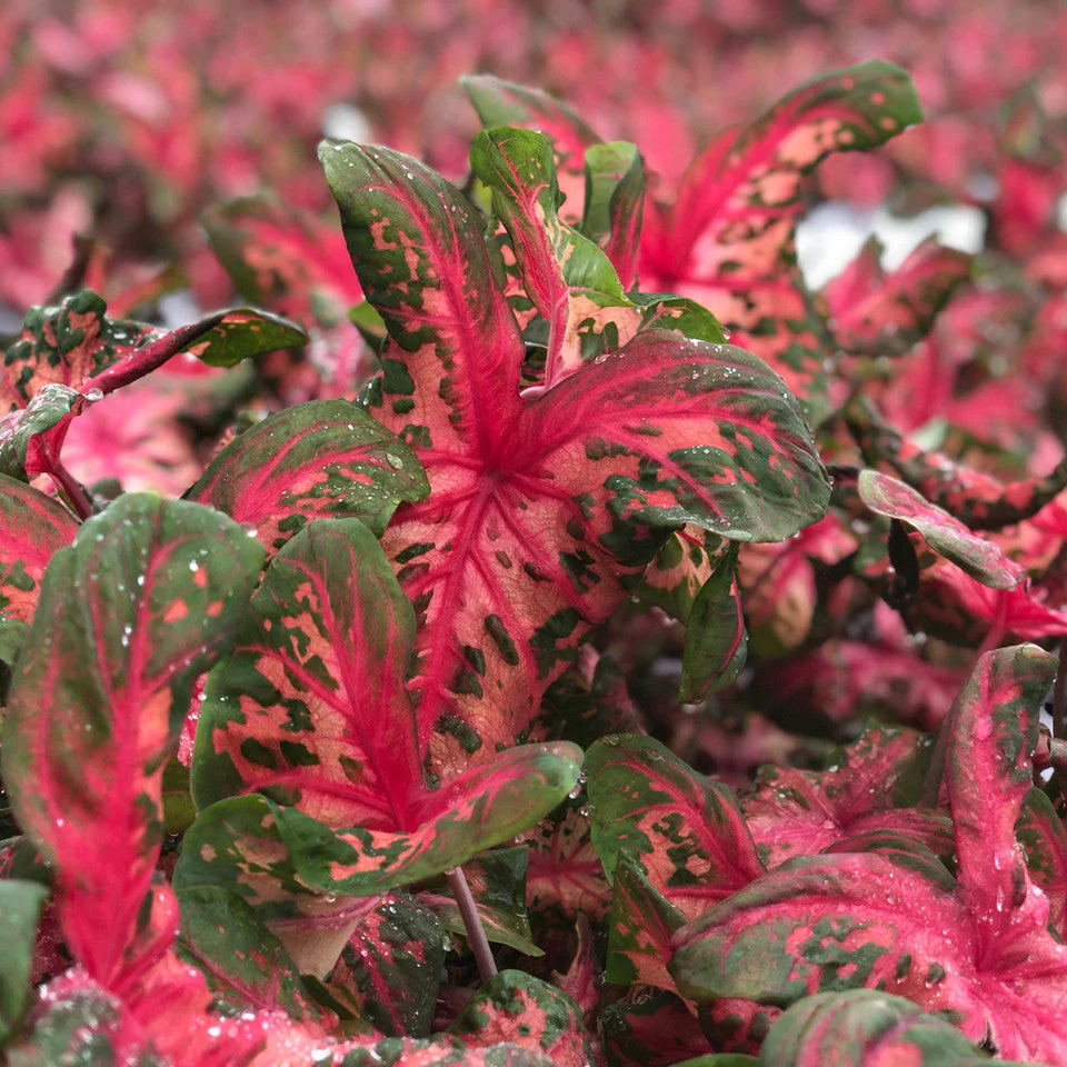 Heart to Heart® Clowning Around Caladium | Proven Winners® - Image 2
