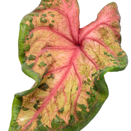 Heart to Heart® Clowning Around Caladium | Proven Winners® - Image 3