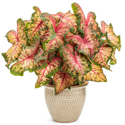 Heart to Heart® Clowning Around Caladium | Proven Winners® - Image 4