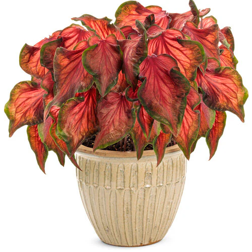 Heart to Heart® Hot 2 Trot Caladium | Proven Winners® - Image 2