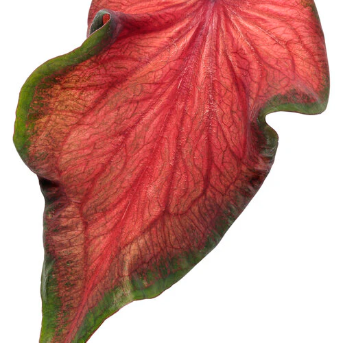 Heart to Heart® Hot 2 Trot Caladium | Proven Winners® - Image 3