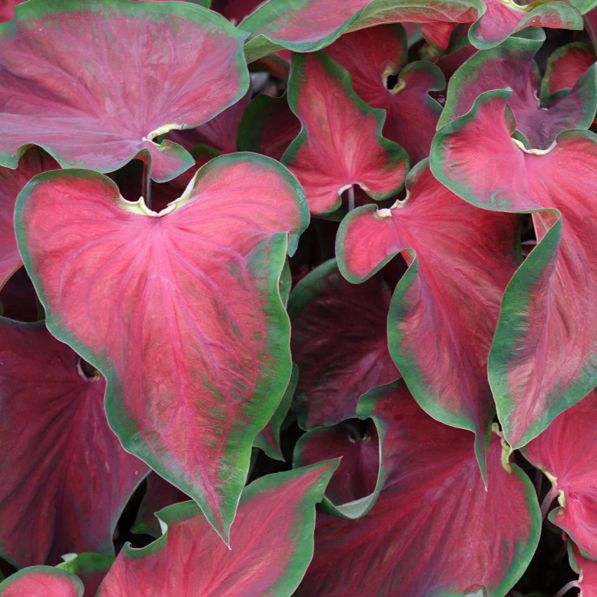 Heart to Heart® Hot 2 Trot Caladium | Proven Winners® - Image 4