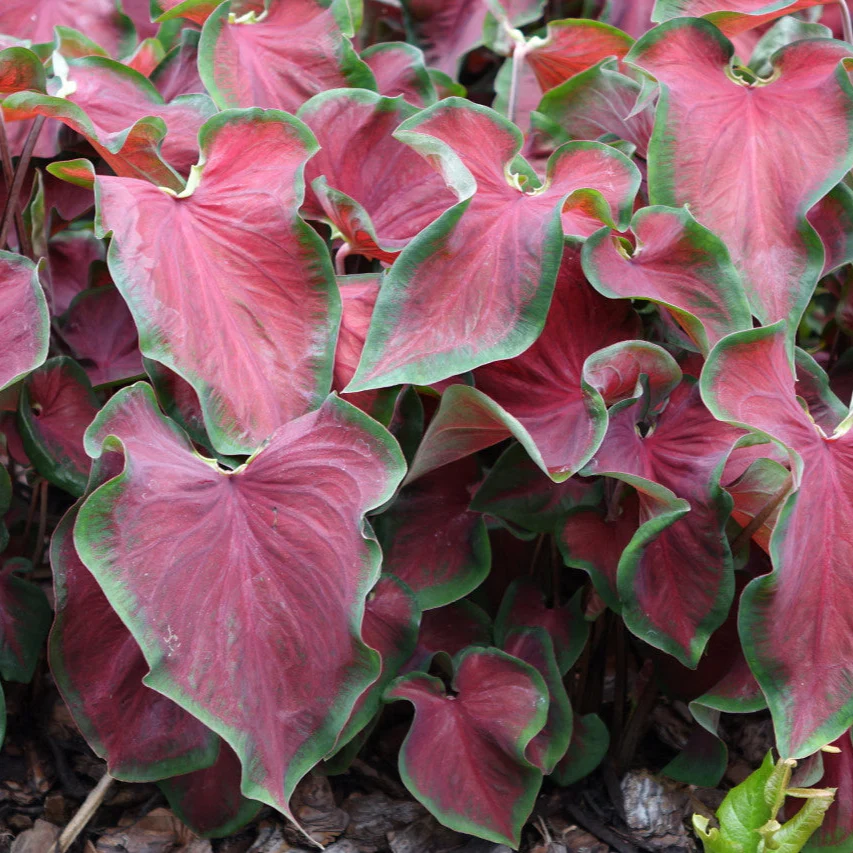 Heart to Heart® Hot 2 Trot Caladium | Proven Winners® - Image 5