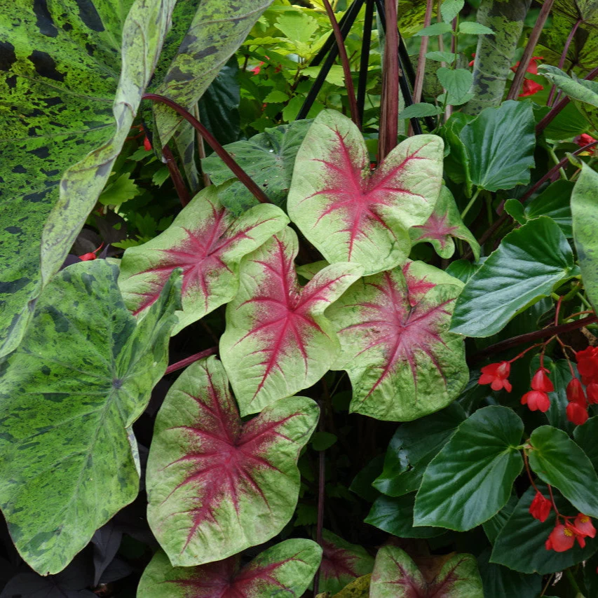 Heart to Heart® Lemon Blush Caladium | Proven Winners® - Image 2