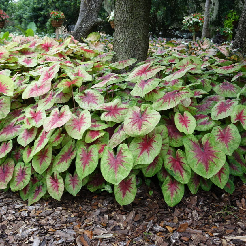 Heart to Heart® Lemon Blush Caladium | Proven Winners® - Image 3