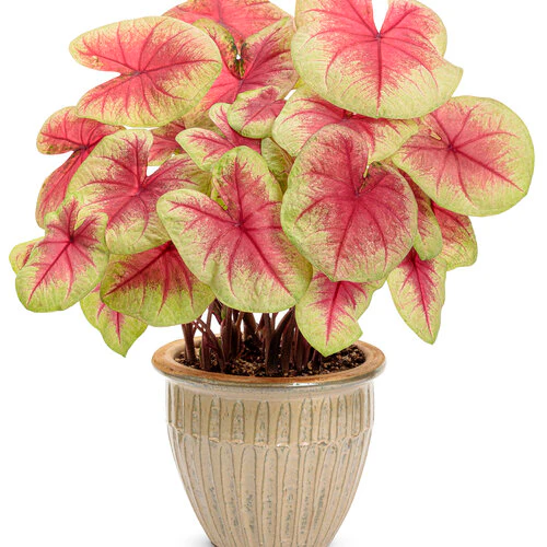 Heart to Heart® Lemon Blush Caladium | Proven Winners® - Image 4