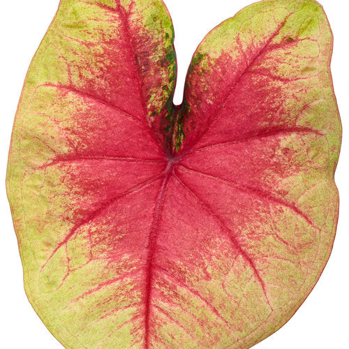 Heart to Heart® Lemon Blush Caladium | Proven Winners® - Image 5