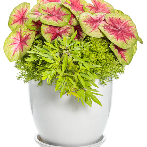 Heart to Heart® Lemon Blush Caladium | Proven Winners® - Image 6