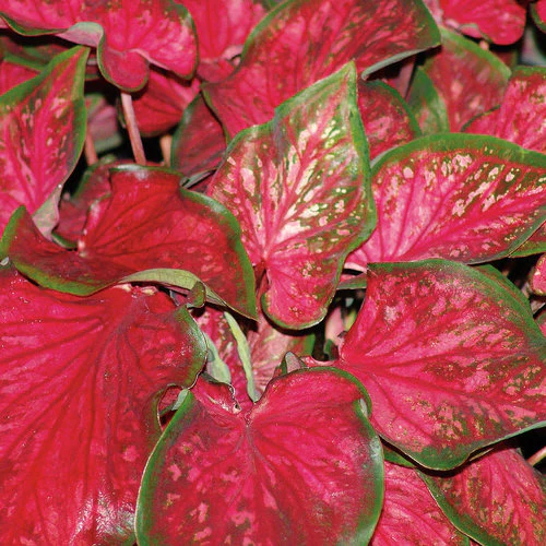 Heart to Heart® Scarlet Flame Caladium | Proven Winners®