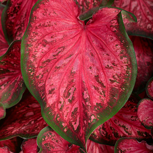 Heart to Heart® Scarlet Flame Caladium | Proven Winners® - Image 2