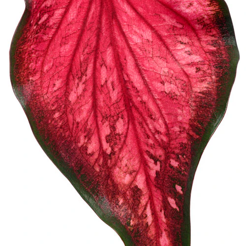 Heart to Heart® Scarlet Flame Caladium | Proven Winners® - Image 3