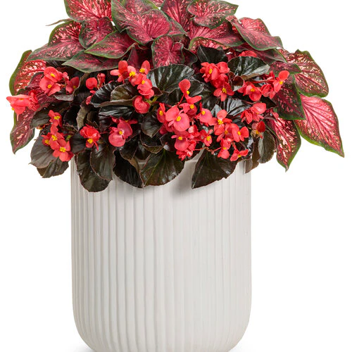 Heart to Heart® Scarlet Flame Caladium | Proven Winners® - Image 4