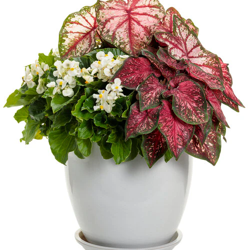 Heart to Heart® Scarlet Flame Caladium | Proven Winners® - Image 5