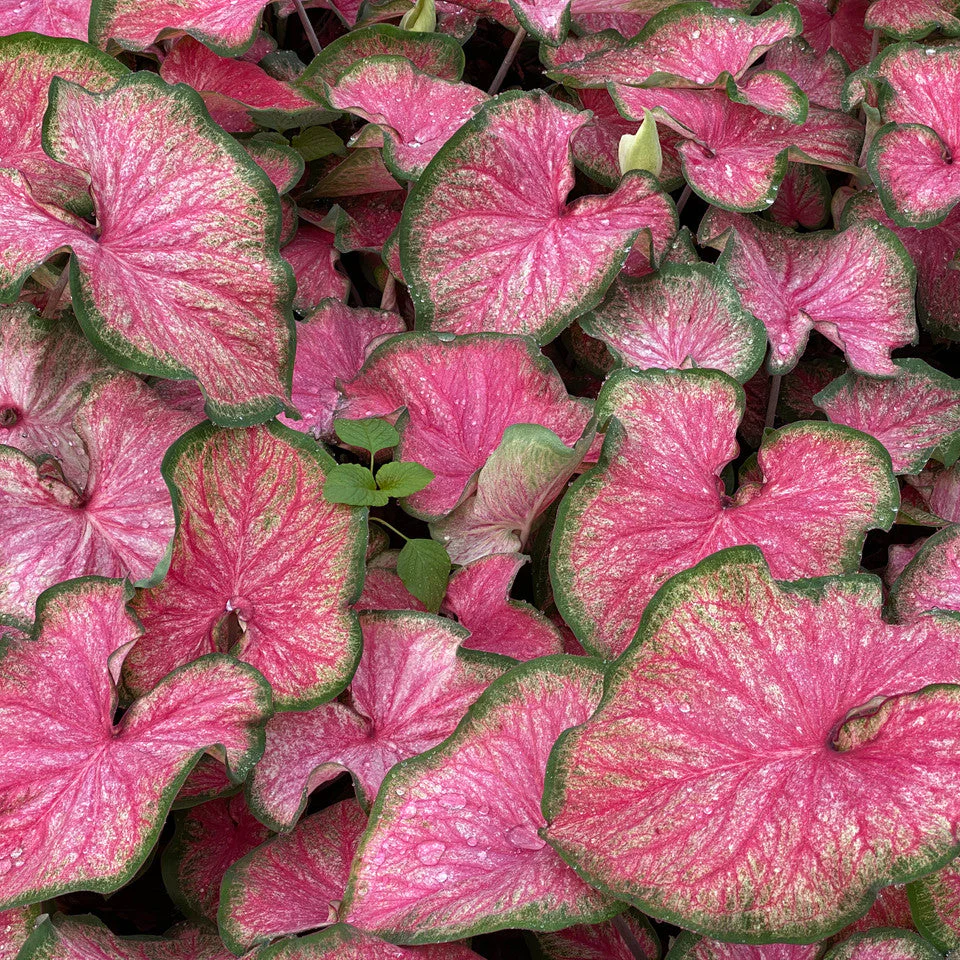 Heart to Heart® Tickle Me Pink Caladium | Proven Winners® - Image 2